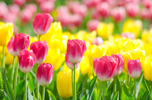 Fototapeta Naklejka Na Ścianę i Meble -  Flowers tulips in the garden