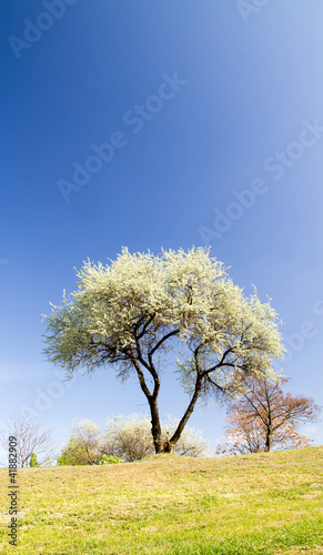 The flowering tree