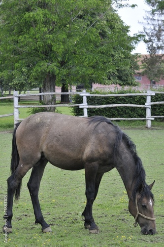 Lipizzaner foal on pasture