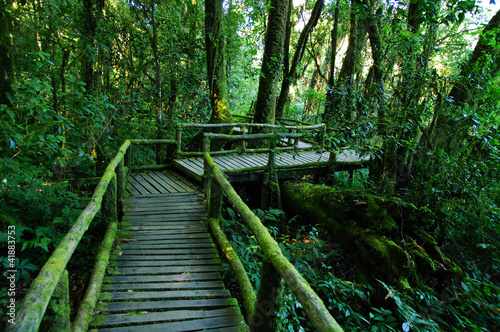 Rain forest at Doi intanon  Chiang Mai