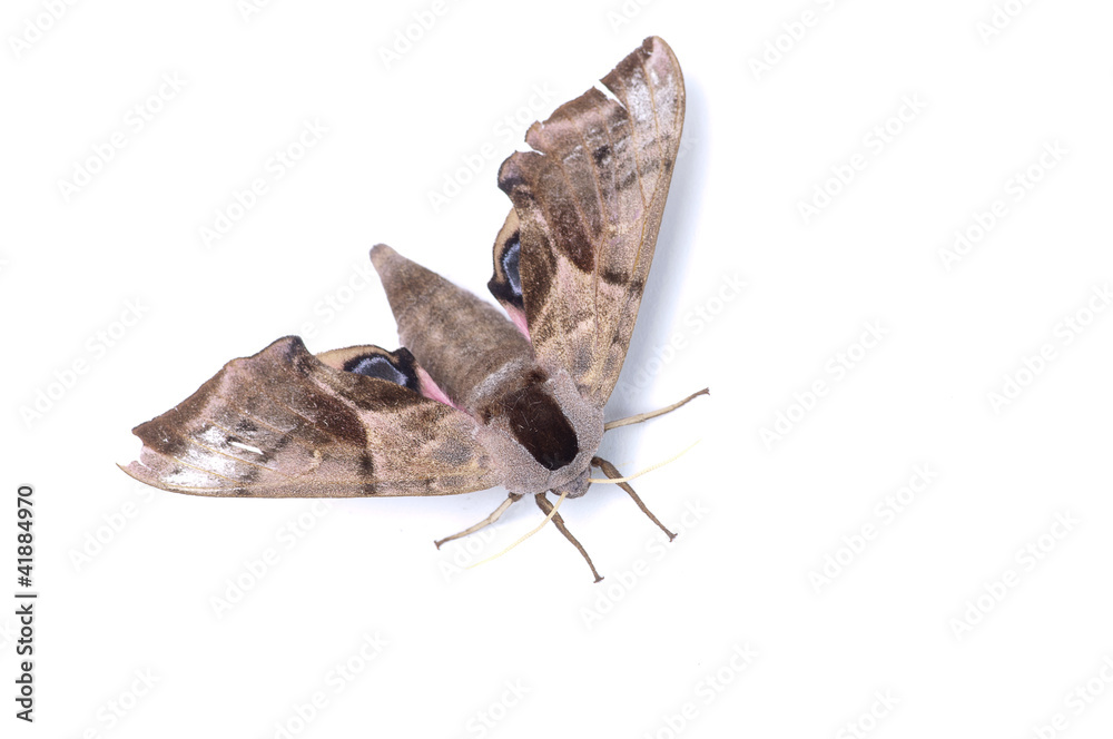 Moth