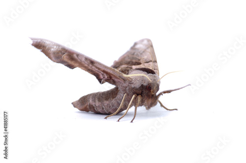 Moth © Zbyszek Nowak