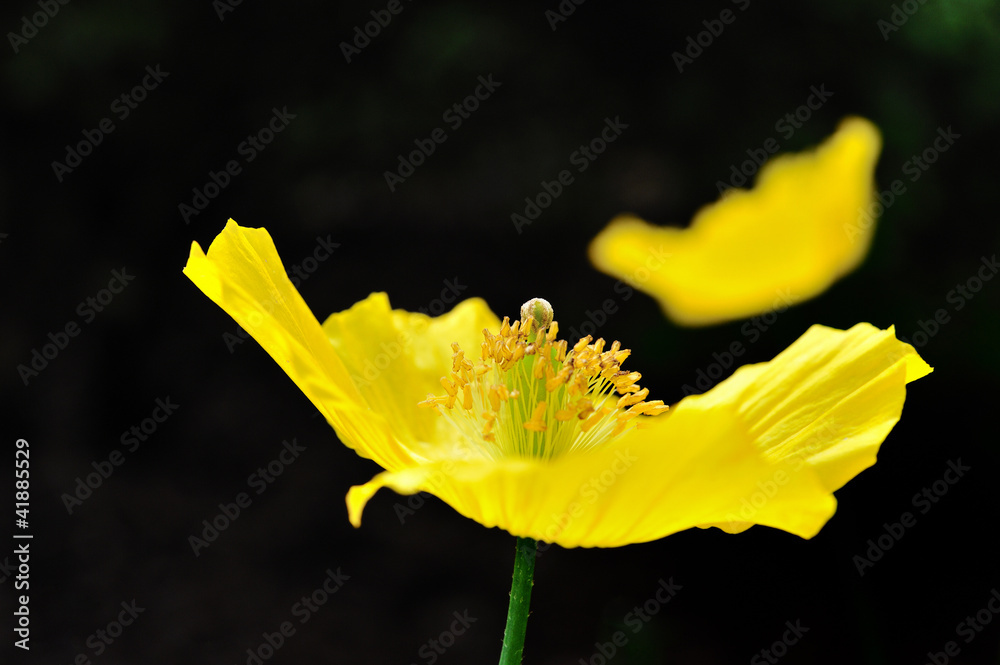 Scheinmohn Scheinmohn