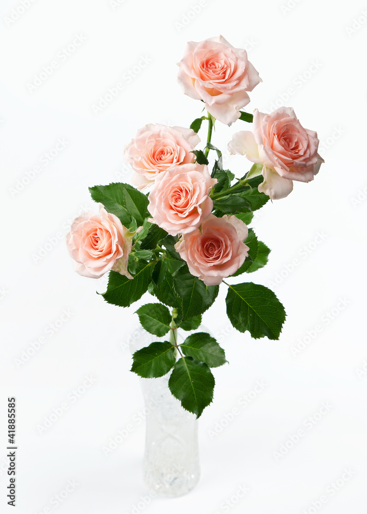Obraz premium bunch of rose flowers on white background