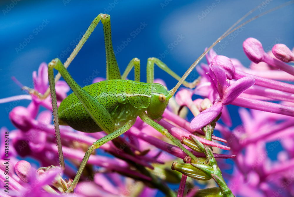 Fototapeta premium petite sauterelle verte