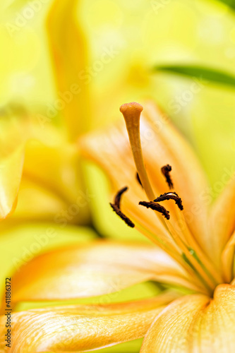 Fototapeta Naklejka Na Ścianę i Meble -  yellow flower