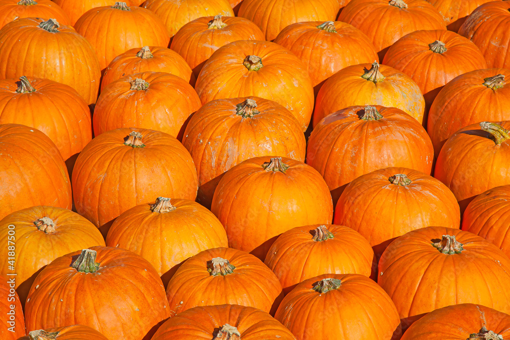 Colorful pumpkins Colorful pumpkins