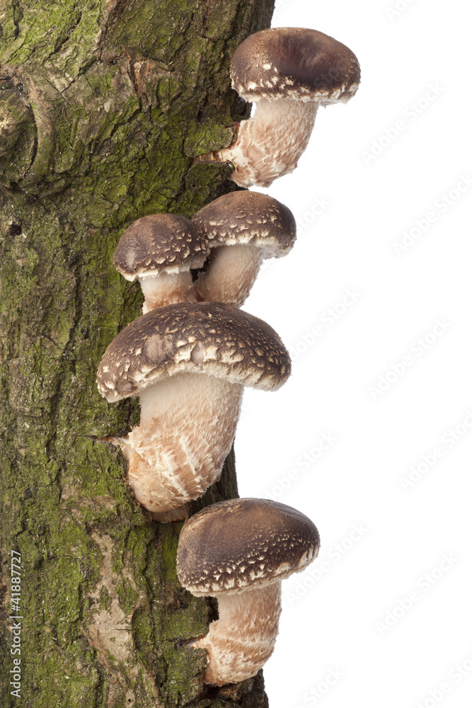 Shiitake mushrooms growing on a tree Shiitake mushrooms growing on a tree