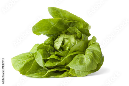 Green little gem lettuce