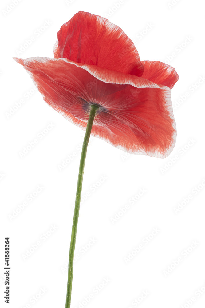 Fototapeta premium MAK