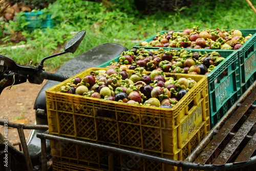 Mangosteen, Thai Exotic Fruit of Thailand photo