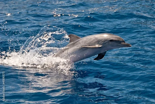 Fototapeta na wymiar delfin