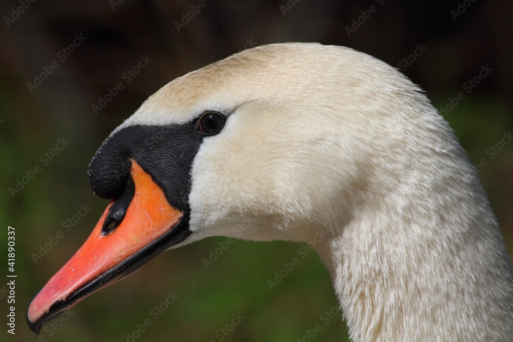 The Mute Swan (Cygnus olor) - portrait. The Mute Swan (Cygnus olor) - portrait.