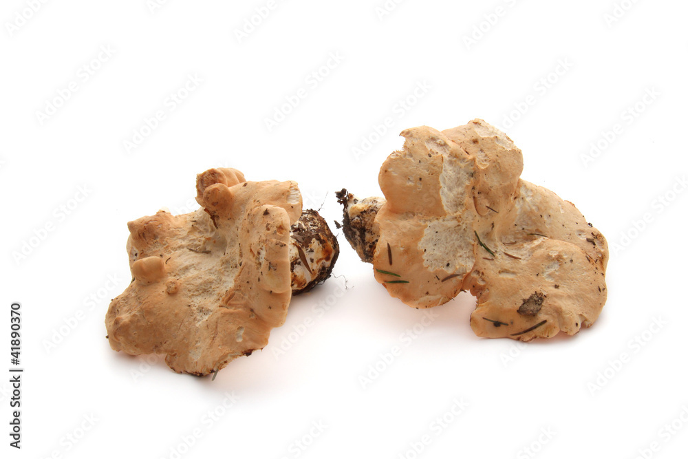 Champignons Champignons