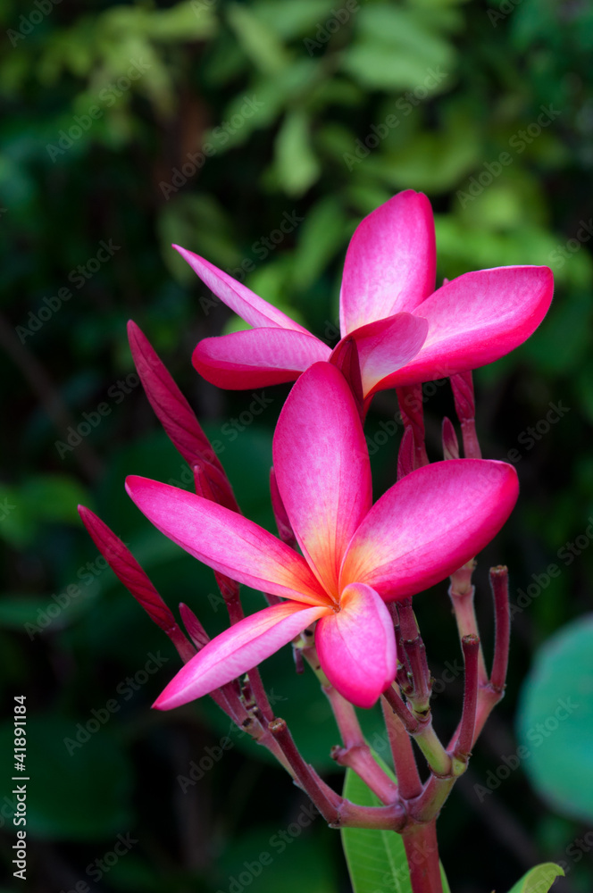 pink plumeria flower pink plumeria flower
