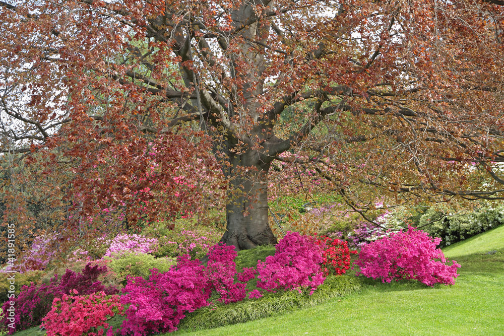Naklejka premium spectacular flowering of azaleas and rhododendrons under huge be