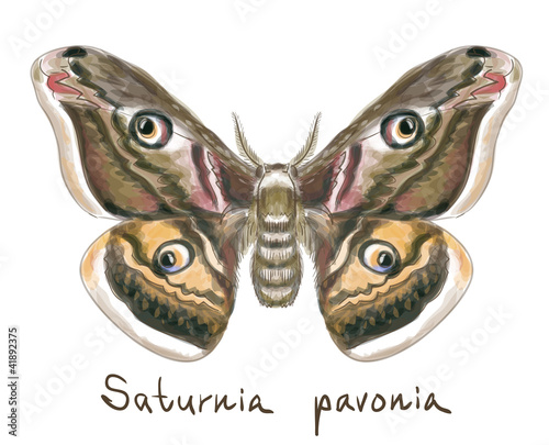 Butterfly Saturnia Pavonia. Watercolor imitation.