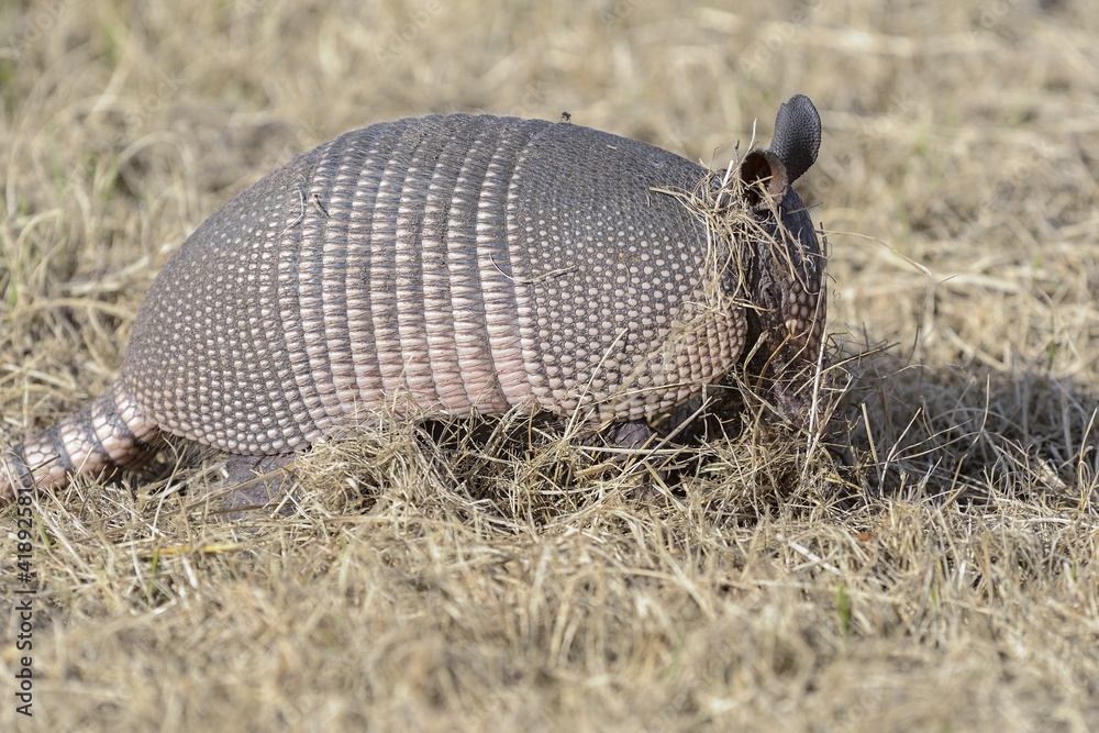 dasypus novemcinctus, nine-banded armadillo dasypus novemcinctus, nine-banded armadillo