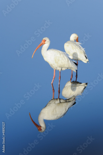 Photography american white ibis, eudocimus albus