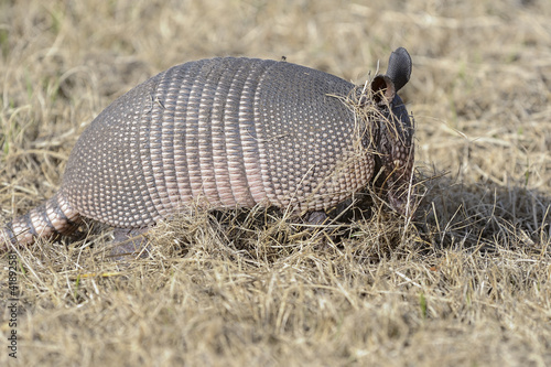 dasypus novemcinctus, nine-banded armadillo