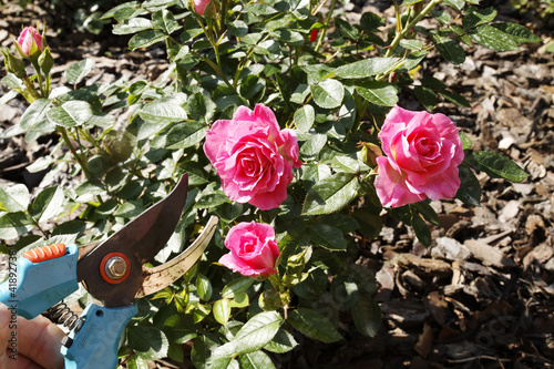 Taille des rosiers photo