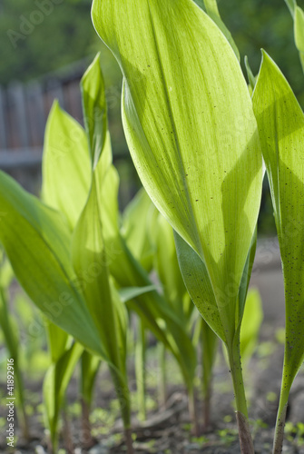 Fresh green leaves  lily of the valley