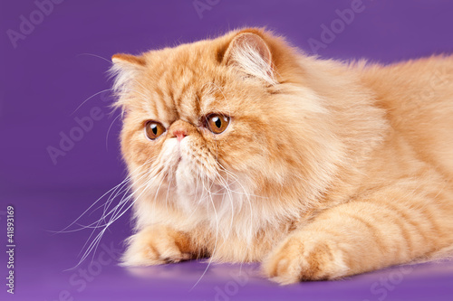 Fototapeta Naklejka Na Ścianę i Meble -  Red Persian kitten on violet background
