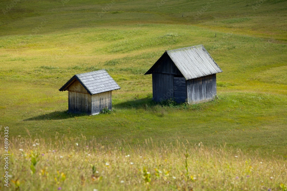 Obraz premium Alpine Field