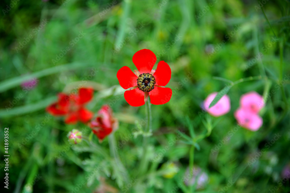 Red flower Red flower