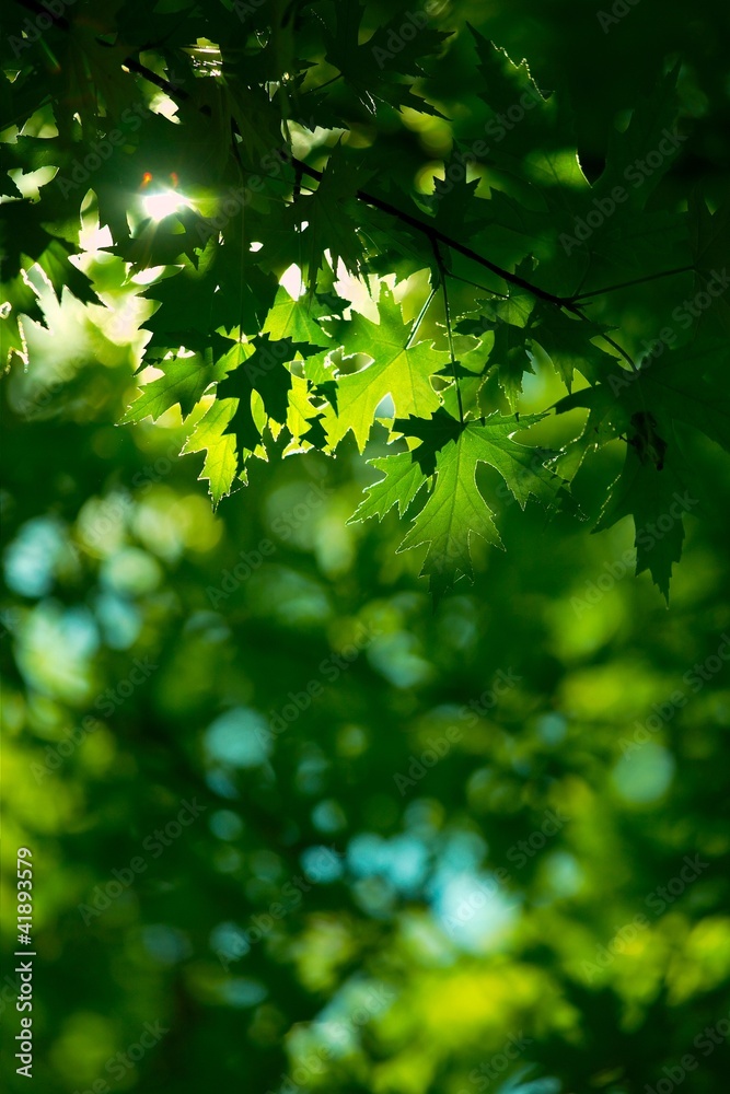 Leaves Leaves
