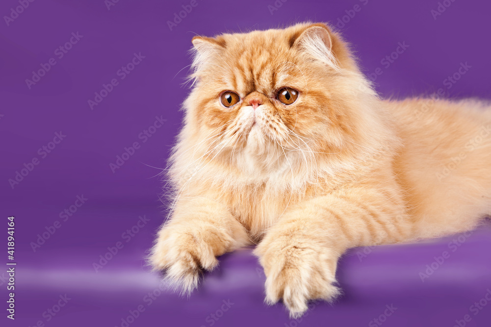 Red Persian kitten on violet background