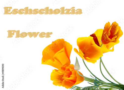 Eschscholzia.  Flowers eshsholtsiya. isolation photo