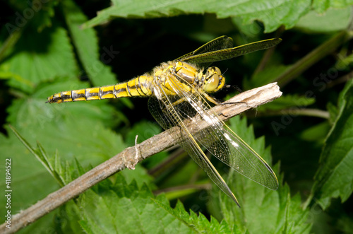 Libelle tankt Sonne, Brennnesseln photo