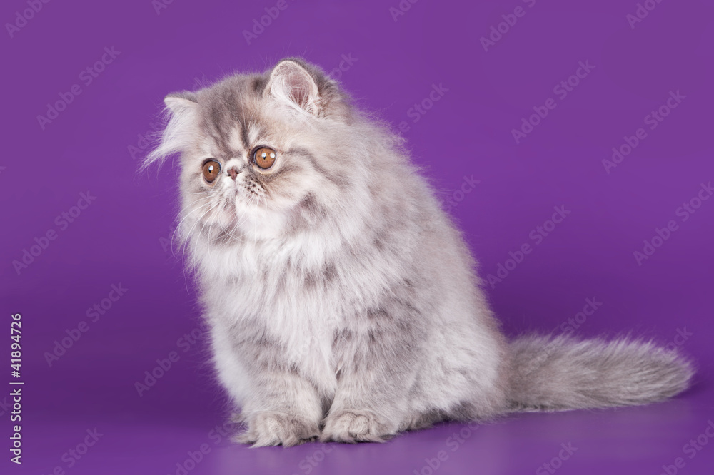 Persian kitten in the violet background