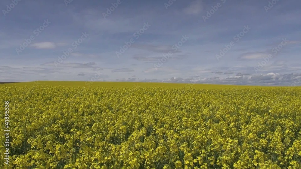 yellow flowers landscape
