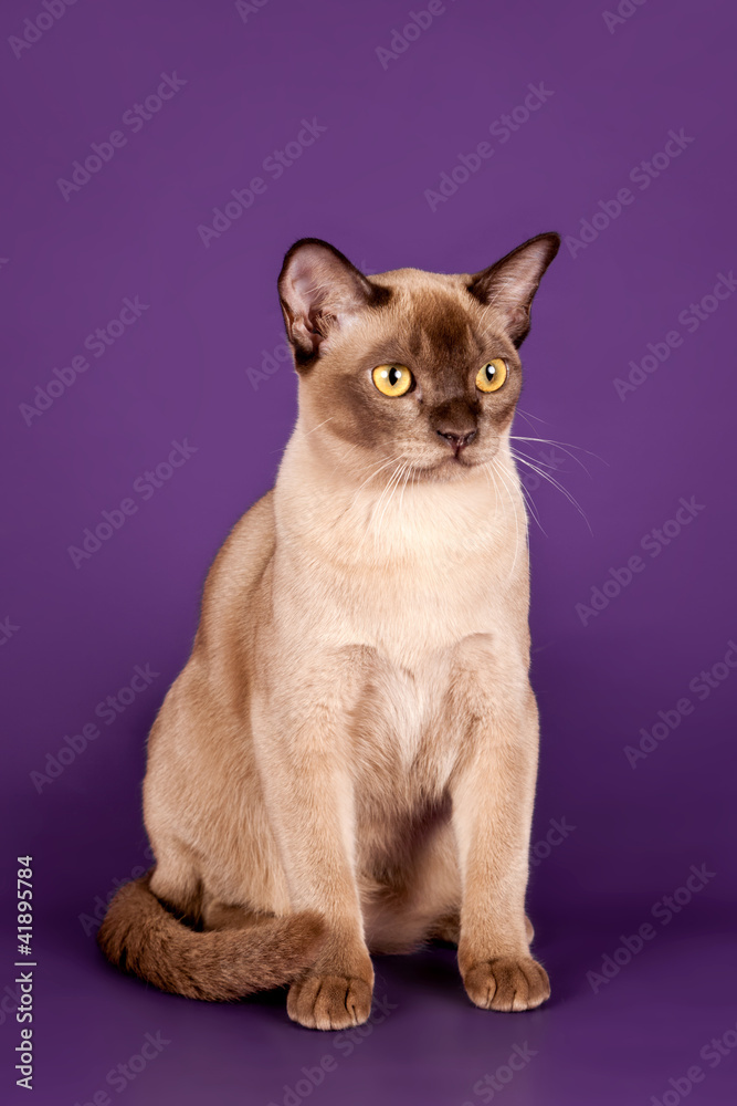 Burmese cat on violet background