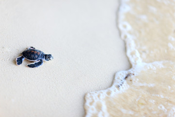 Sierkussen Schildpad Jonge groene zeeschildpad onderwater  © TravelPhotoBloggers