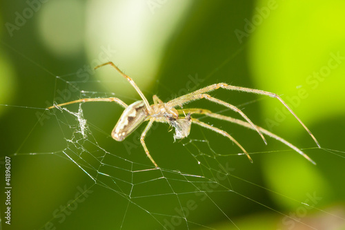 Large spider in a web is eating © michaklootwijk