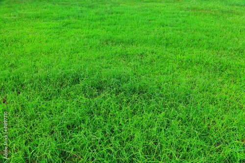 Grass background.