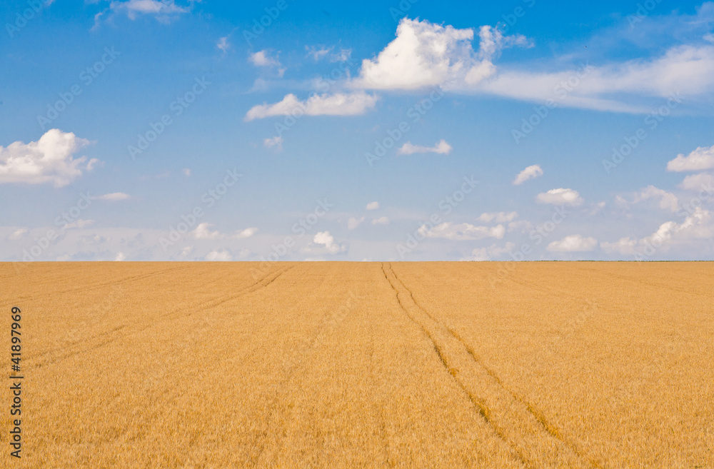 Fototapeta premium Ripe wheat field
