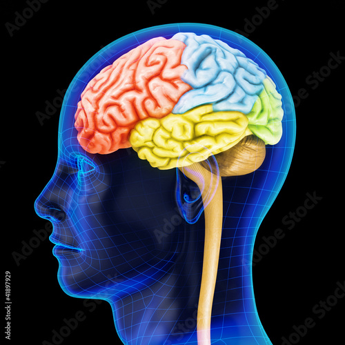 The human brain