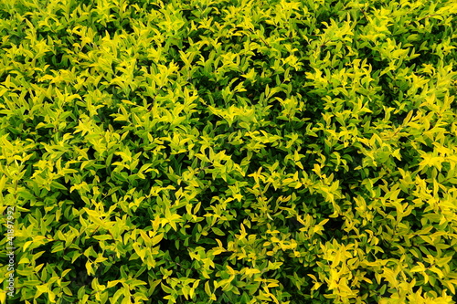 Background at the plant Golden dewdrop Duranta drdcta L.