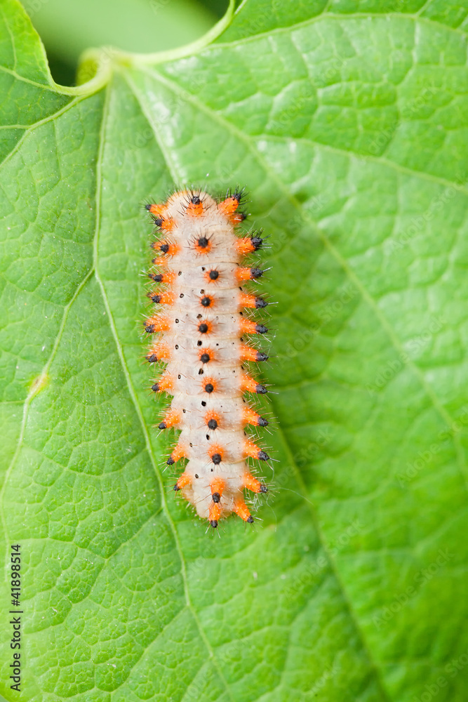 Fototapeta premium caterpillar on the green leaf