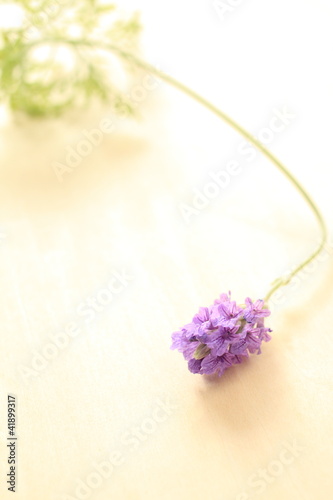 Lavendar for background image