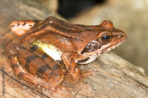 Agile Frog on a log close-up - Rana dalmatina