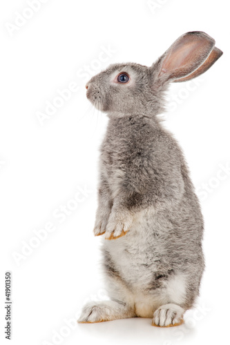 Canvas Print Gray rabbit
