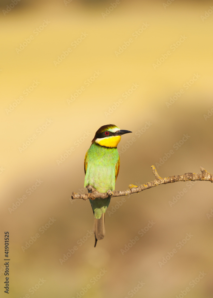 Obraz premium Bee-eater
