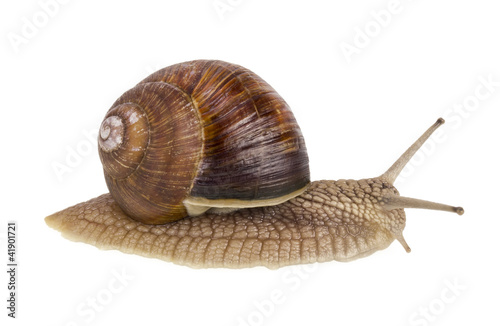 real isolated  live  snail