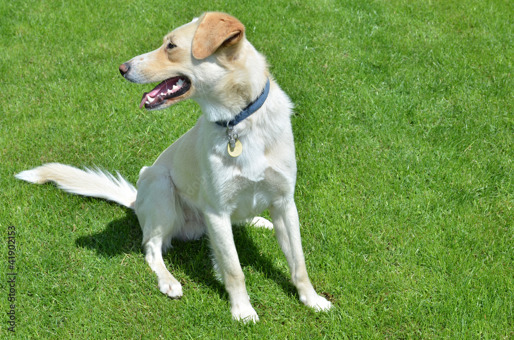 White dog sitting on the grass,watching the side,labrador White dog sitting on the grass,watching the side,labrador
