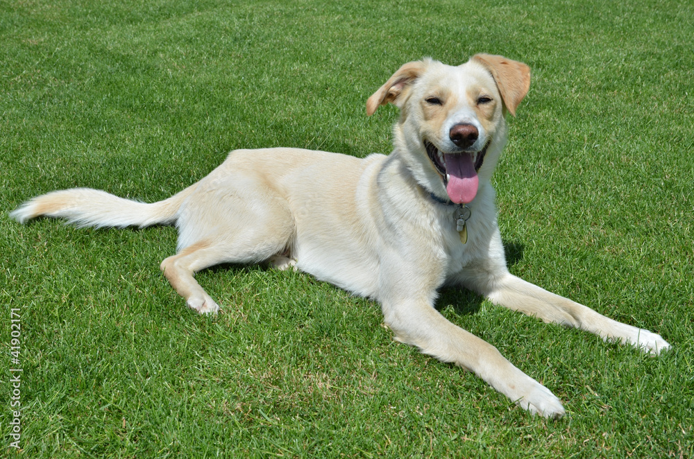 White dog lying on the grass, side view,labrador White dog lying on the grass, side view,labrador